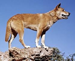 Dingo (Canis dingo, C. familiaris 