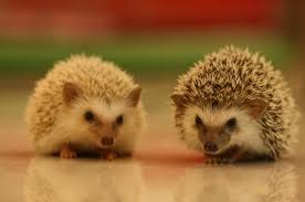 3046_79020032756_630802756_2145237_.jpg (www.hkfishstreet.com)