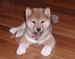 shiba-inu-puppy-cam