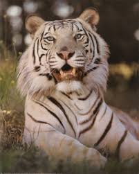 x26quot White Tiger Growling x26quot Print