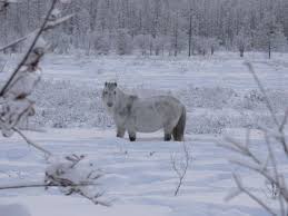 Oymyakon, the other village that