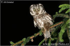 Boreal Owl Boreal Owl