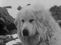 Belle the dog of the mountains