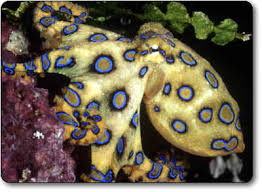 Blue ringed octopus