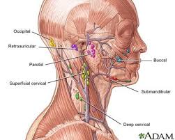 created to stimulate lymph nodes