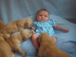 Golden Retriever Puppies from