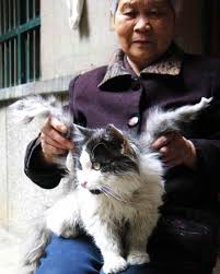 May 23 2007Cat grows wings