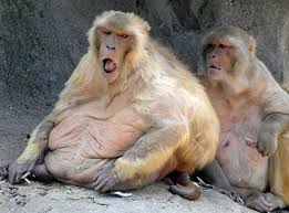 Chunky monkeys put on diet at