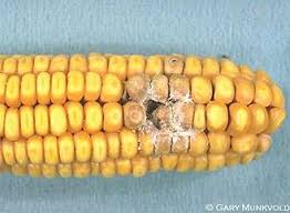 Aflatoxin Fact Sheet