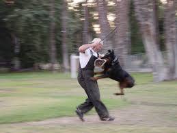 Natural Science Rottweiler doing