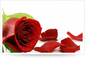 A Rose by another Name