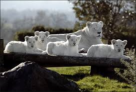 White Lion cubs at West Midlands