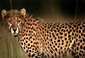Photo African cheetah in the grass