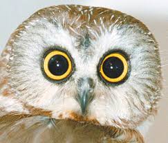 The Owl moon is the fourth moon of