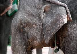 Image Old <b>Elephant Man</b> Picture