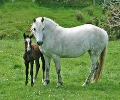 Connemara Pony