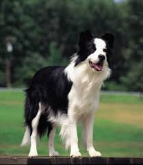 Border Collie