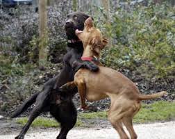transmit images of dog fighting