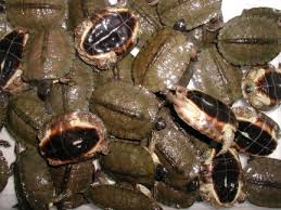 the planet Black Wood Turtles