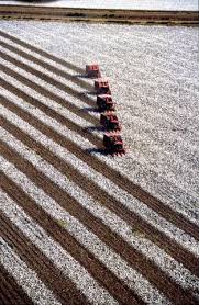 Modern cotton picking