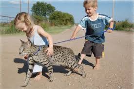  turned out to be a savannah cat, 