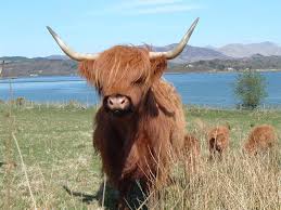 Highland Cow