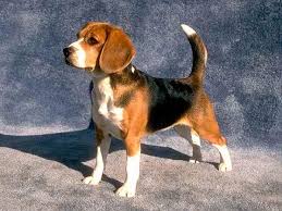 Beagle is the active selection