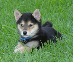 Shiba Inu puppies are