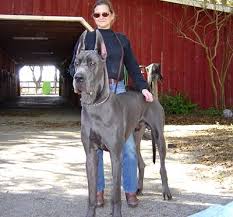 Great Dane Wire Basket Dog