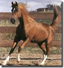 the dreams of a horse crazy girl