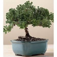 juniper-bonsai-300x300.jpg