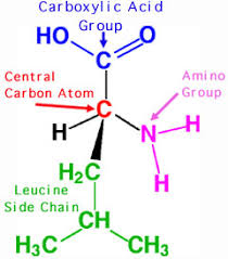 Amino Acid