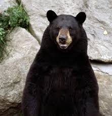 Bears on the Prowl
