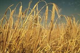 Barley planting to increase as