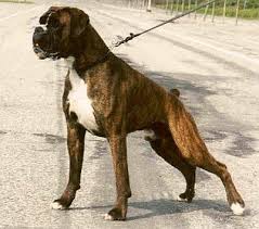 Brindle Boxer Puppy Images