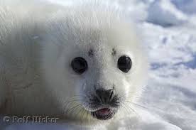 Image After that time the baby <b>seal</b> is <b>...</b> Picture