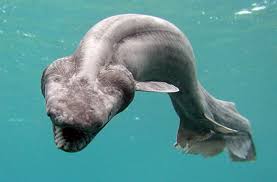Shark Flaring the gills that give