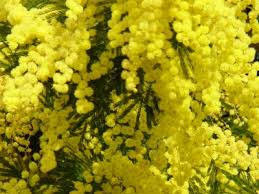 Mimosa is