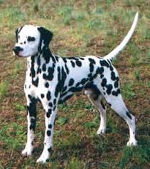 Dalmatian