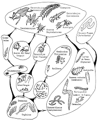 http://www.fao.org/docrep/field/003/AB492S/AB492S74.gif