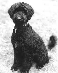 Portuguese Water Dog