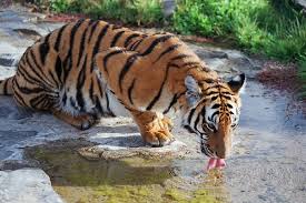 tigris pronunciation