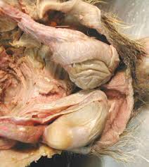 Cat testes & epididymis