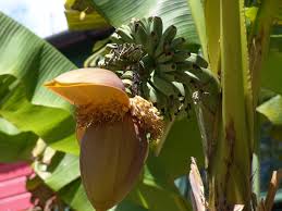 Leaves and Greenery banana plant