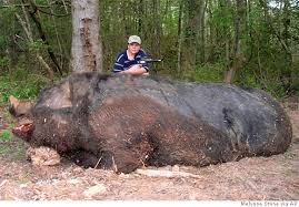 more of the giant boar and