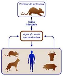 Control de leptospirosis exige en Las Tunas mayor labor profiláctica (www.tiempo21.cu)