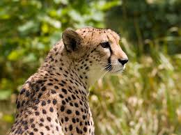 Fastest Mammal - The Cheetah