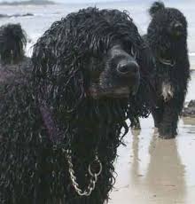 Portuguese Water Dog puppies are for 