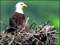 Bald Eagle Leaves Endangered Species