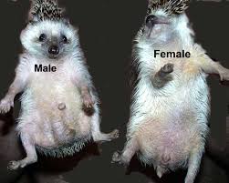 a male hedgehog and a female